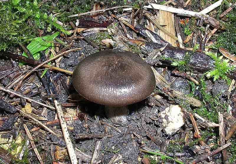 Oltingue  ( FRA )    24. Aprile 2005